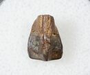 Ceratopsid Tooth - Judith River #17658-1